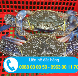 Cung cấp ghẹ biển tại khu vực chơn thành