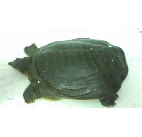 Cung cấp BaBa cho nhà hàng