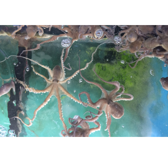 bạch tuộc sống