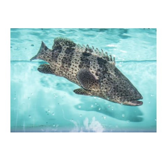 BÌNH PHƯỚC MUA CÁ BÓNG MÚ Ở ĐÂU?