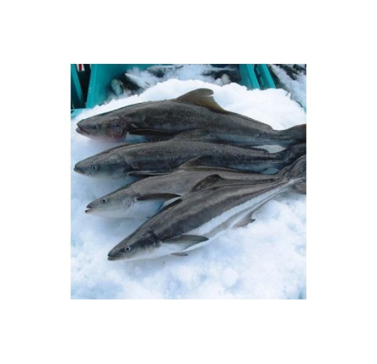 cá Bớp nguyên con