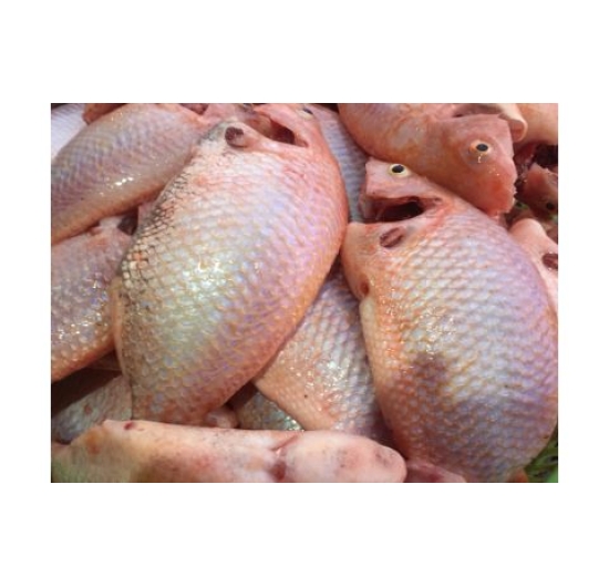 CÁ DIÊU HỒNG LỚN LÀM SẴN