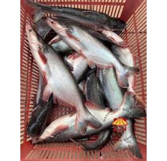 Cá hú tươi sống