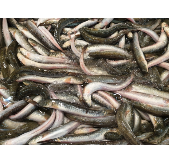 Cung cấp cá kèo cho nhà hàng lẩu