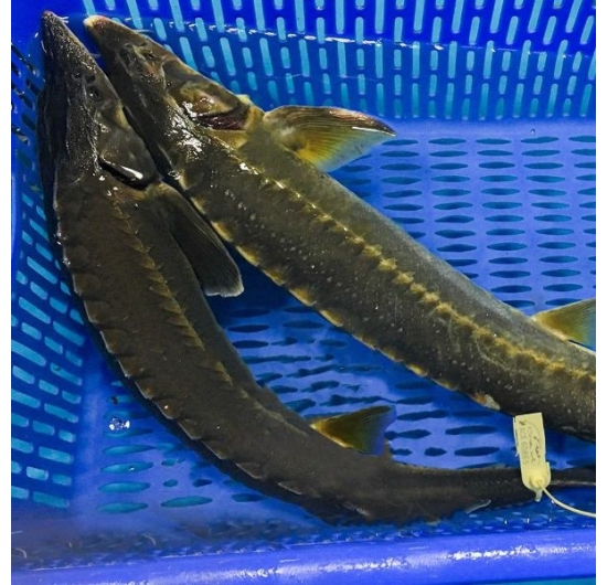 Cá tầm tươi sống giá sỉ