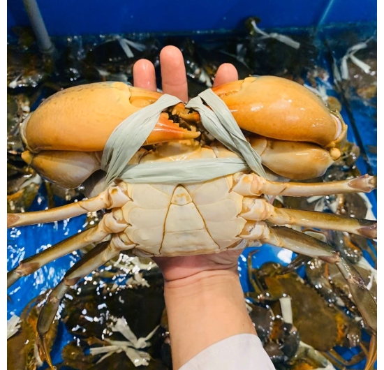 Cua thịt cà mau giá sỉ