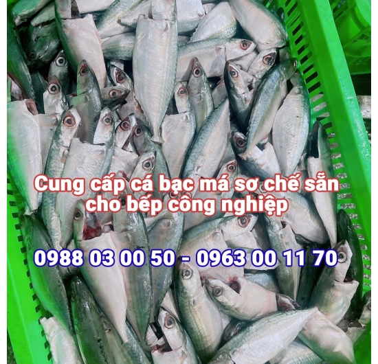 Cá bạc má cơ chế sẵn