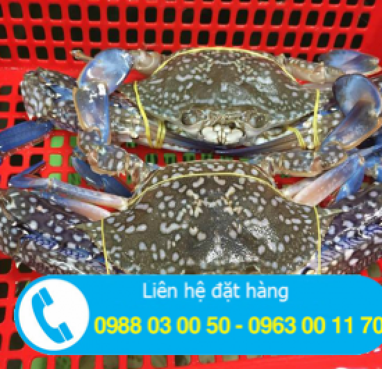 Cung cấp ghẹ biển tại khu vực chơn thành