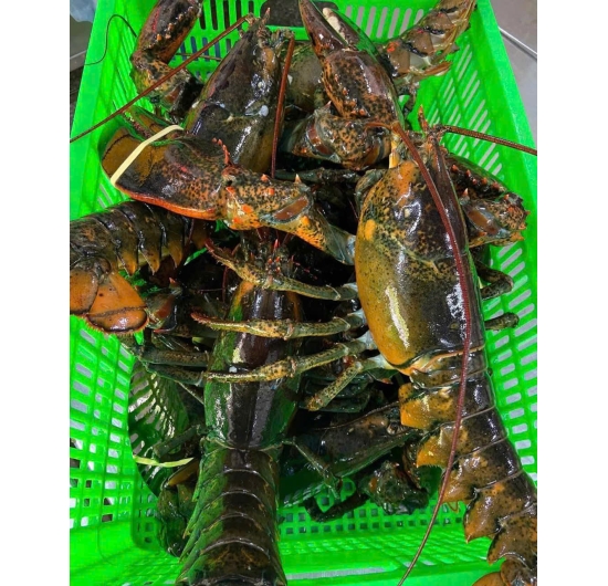 Tôm Hùm Alaska Sống