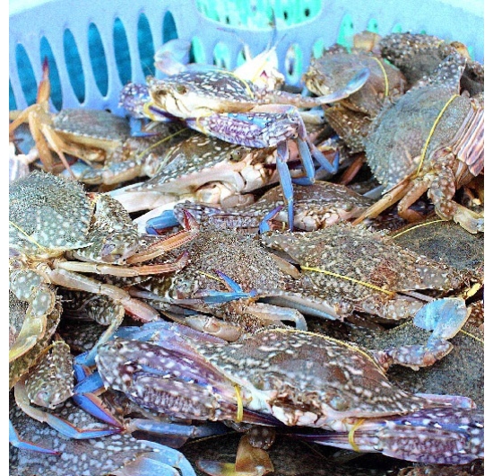 Cung cấp ghẹ biển tại khu vực chơn thành