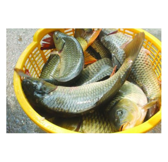 Mua cá chép giòn ở Chơn Thành