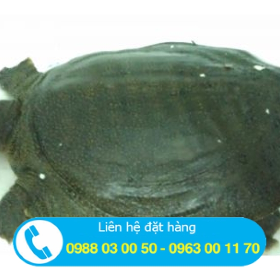 Cung cấp BaBa cho nhà hàng