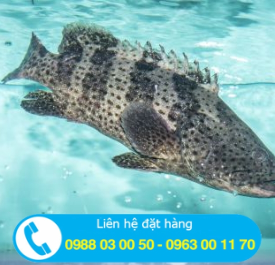 BÌNH PHƯỚC MUA CÁ BÓNG MÚ Ở ĐÂU?