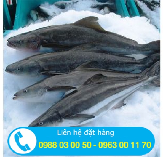 cá Bớp nguyên con