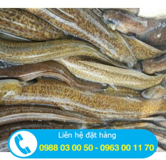 CÁ CHÌNH giá sỉ