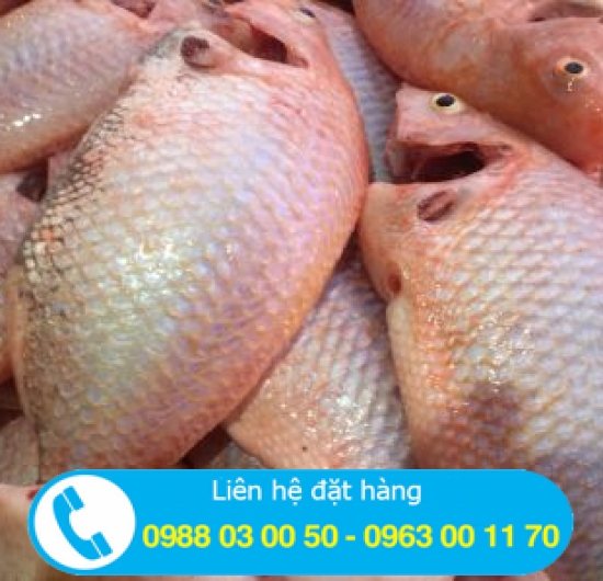 CÁ DIÊU HỒNG LỚN LÀM SẴN