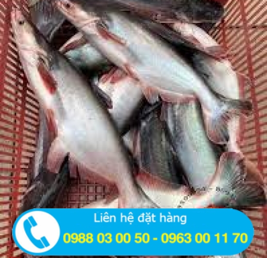 Cá hú tươi sống