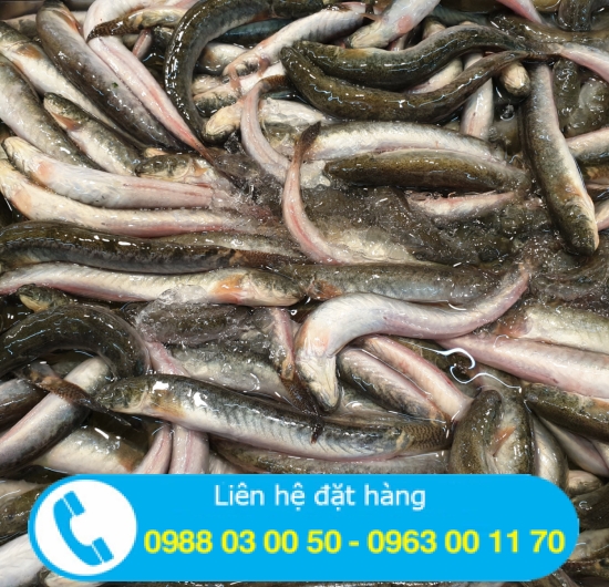 Cung cấp cá kèo cho nhà hàng lẩu