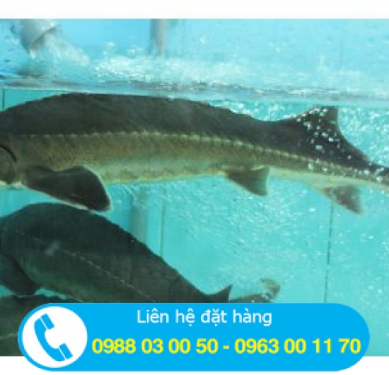 CÁ TẦM bao nhiêu tiền 1 Ký