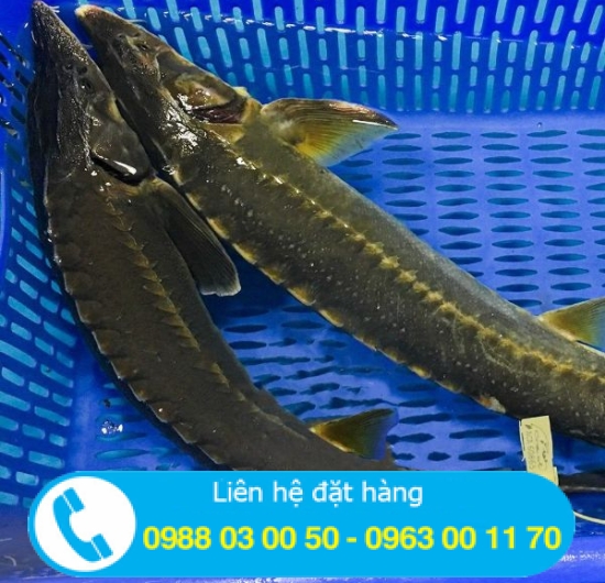 Cá tầm tươi sống giá sỉ