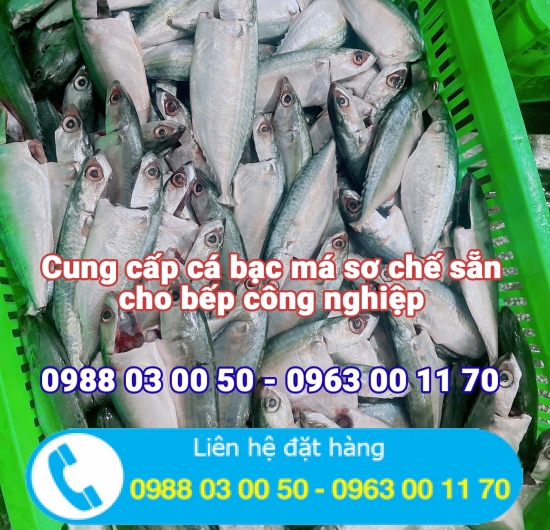 Cá bạc má cơ chế sẵn
