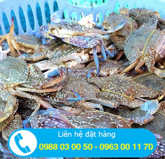 GHẸ XANH GIÁ SỈ