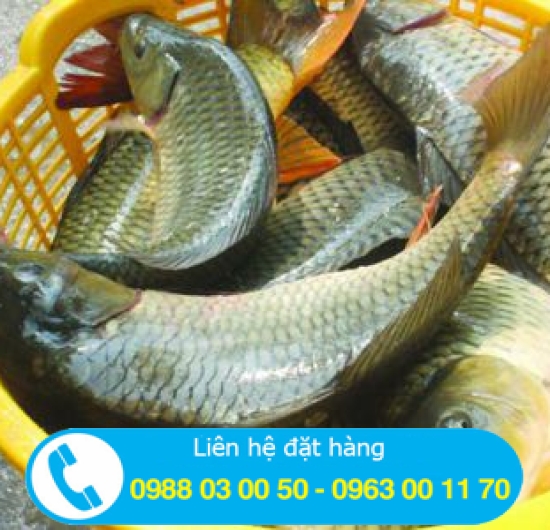 Mua cá chép giòn ở Chơn Thành